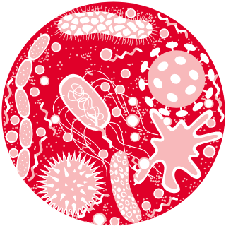 Candida solution bacteria